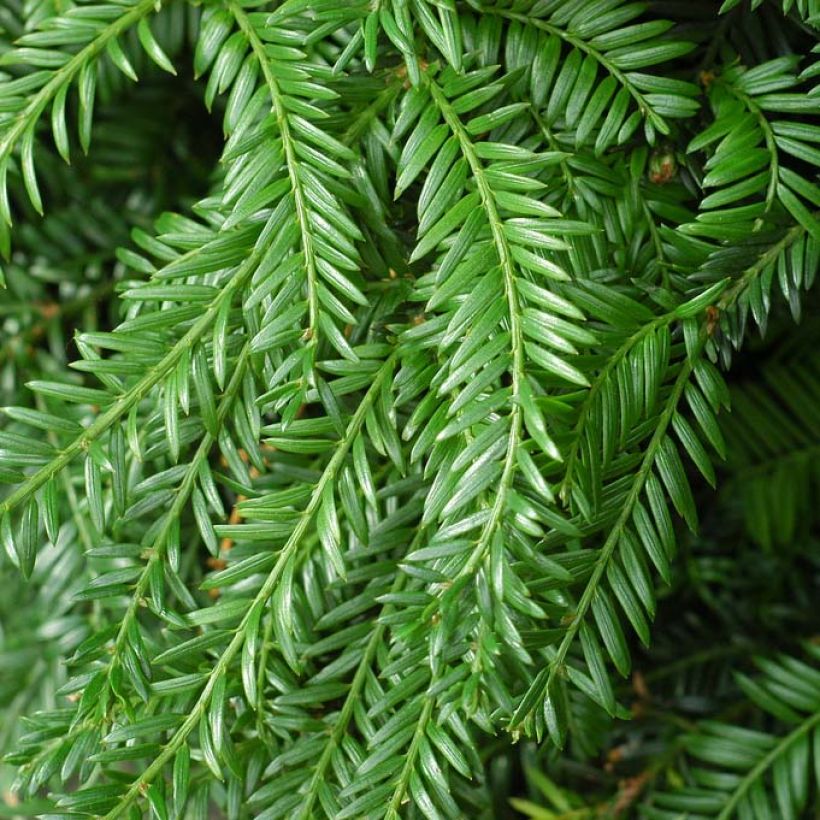 Taxus baccata Fastigiata Robusta - If commun fastigié (Foliage)