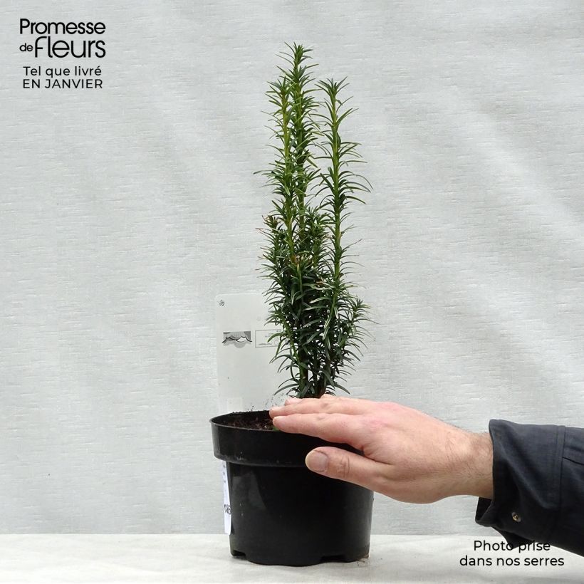 Example of Taxus baccata Ivory Tower - If colonnaire panaché Pot de 2L/3L as you get in hiver