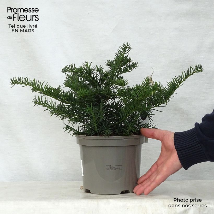 Example of Taxus baccata Repandens - If commun Pot de 2L/3L as you get in printemps