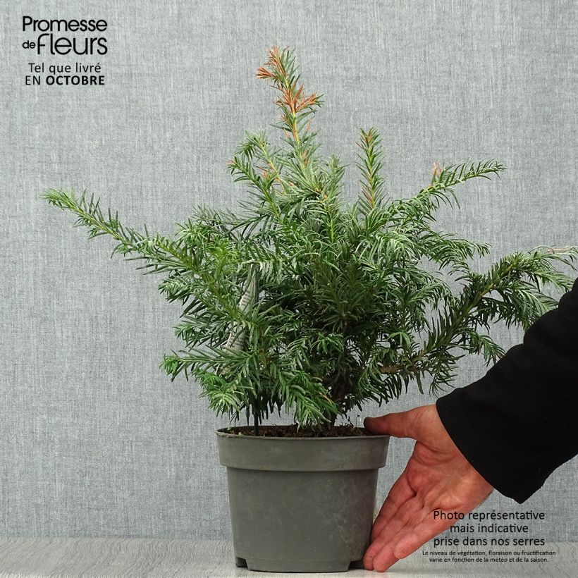 Spécimen de Taxus baccata Repandens - If commun Pot de 2L/3L tel que livré en automne