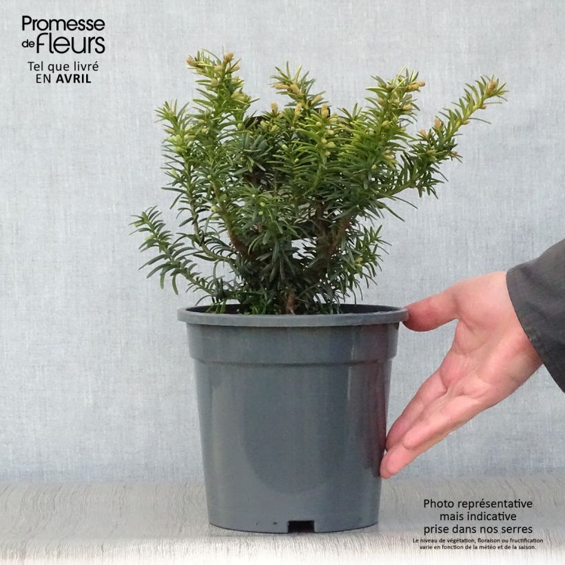 Spécimen de Taxus baccata Summergold - If commun doré Pot de 2L/3L tel que livré au printemps