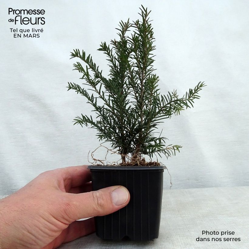 Spécimen de Taxus baccata - If commun Godet de 8/9 cm tel que livré au printemps