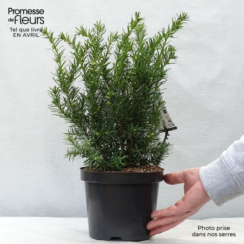 Spécimen de Taxus media Densiformis - If hybride Pot de 2L/3L tel que livré au printemps
