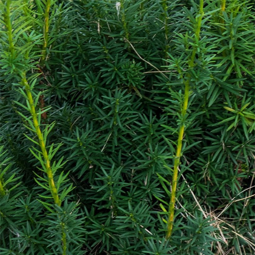 Taxus x media Hicksii - If hybride (Foliage)