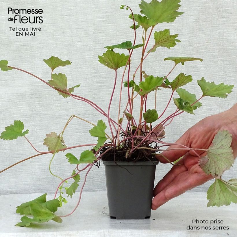 Spécimen de Tellima grandiflora Rubra - Tellime à grande fleur Godet de 8/9 cm tel que livré au printemps