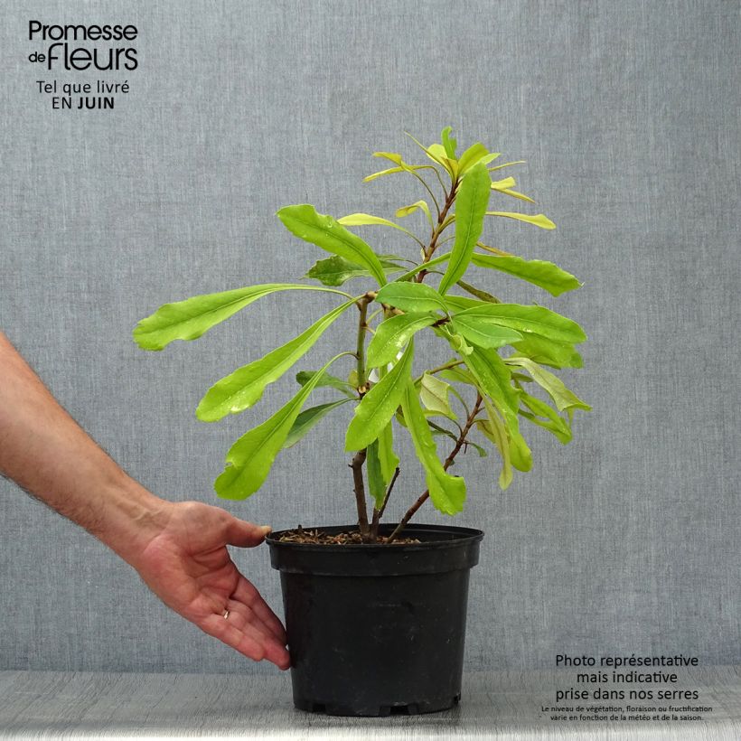 Spécimen de Telopea Shady Lady Yellow Pot de 4L/5L tel que livré en été