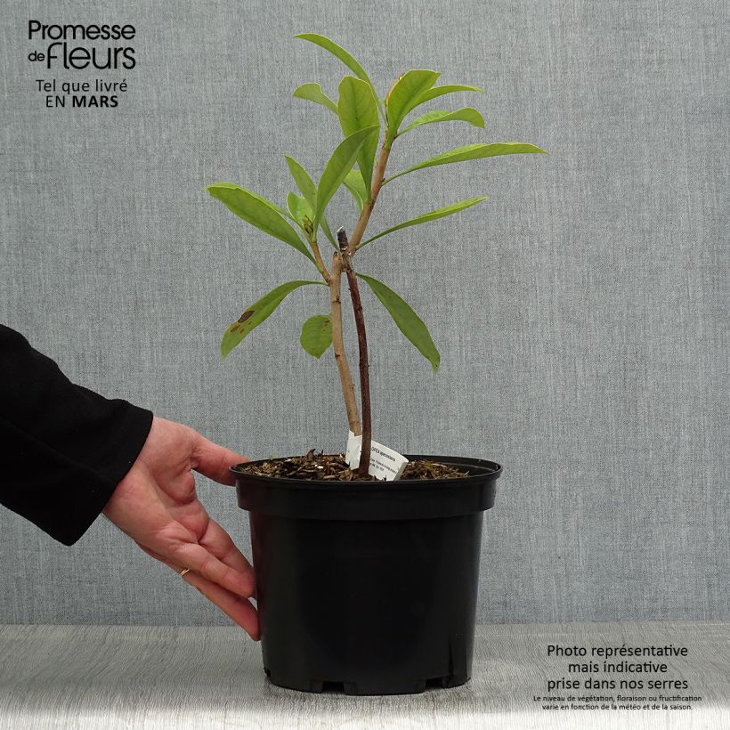 Spécimen de Telopea speciosissima - Waratah Pot de 4L/5L tel que livré au printemps