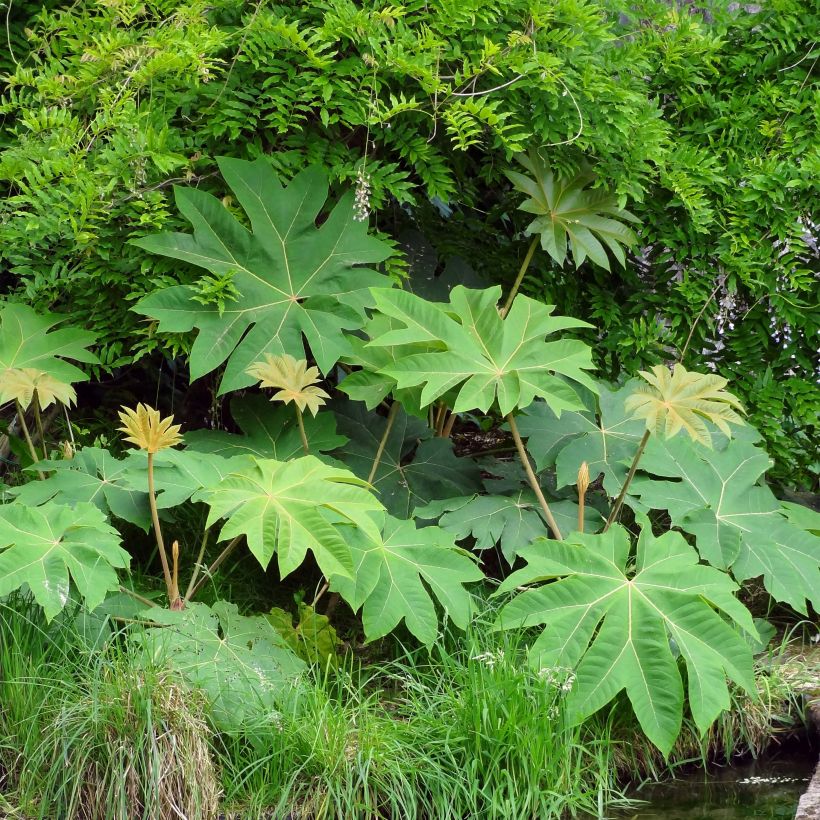 Tetrapanax papyrifera Rex - Plante à papier de riz (Plant habit)