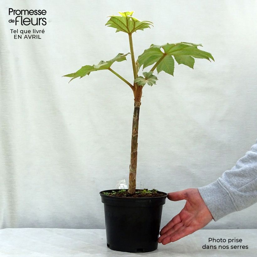 Example of Tetrapanax papyrifera Rex - Plante à papier de riz Pot de 3L/4L as you get in printemps