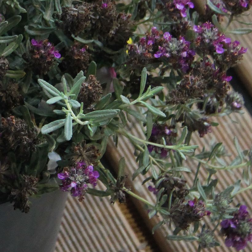 Teucrium ackermanii - Germandrée d'Ackerman (Feuillage)