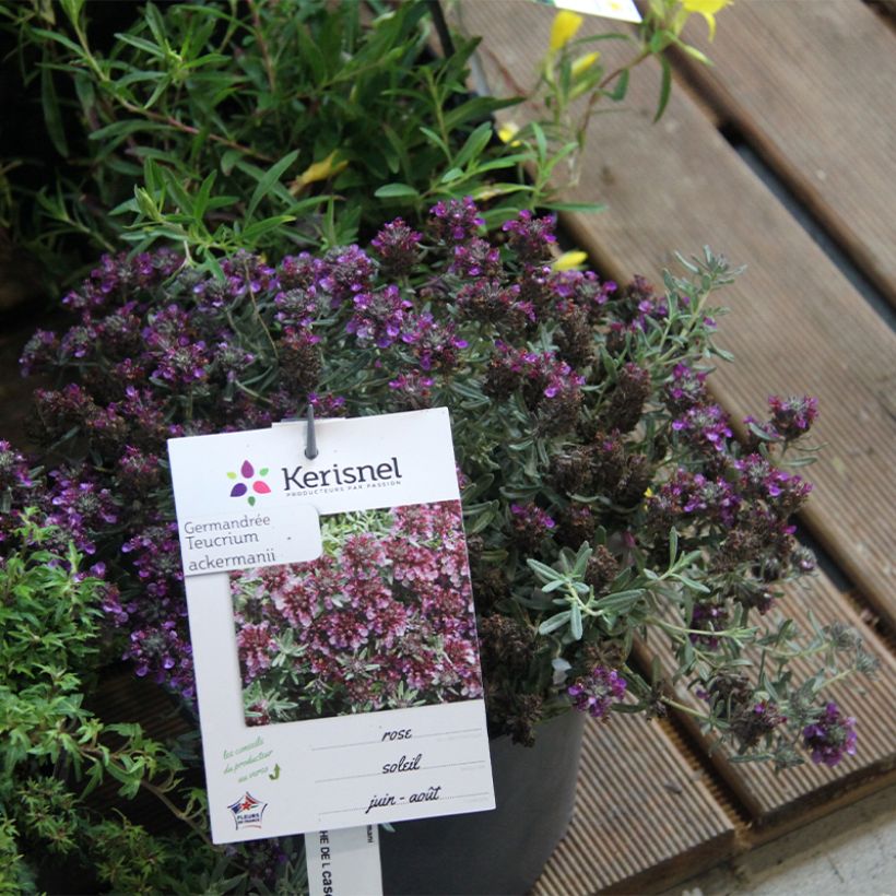 Teucrium ackermanii - Germandrée d'Ackerman (Port)