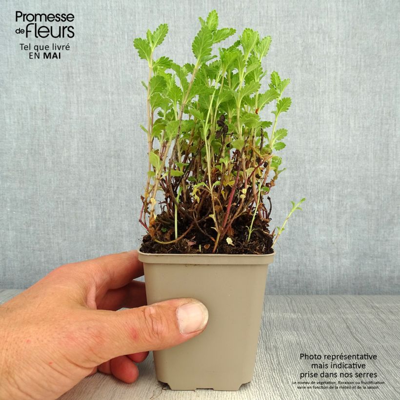 Spécimen de Teucrium chamaedrys (wild form) - Germandrée petit-chêne Godet de 8/9 cm tel que livré au printemps