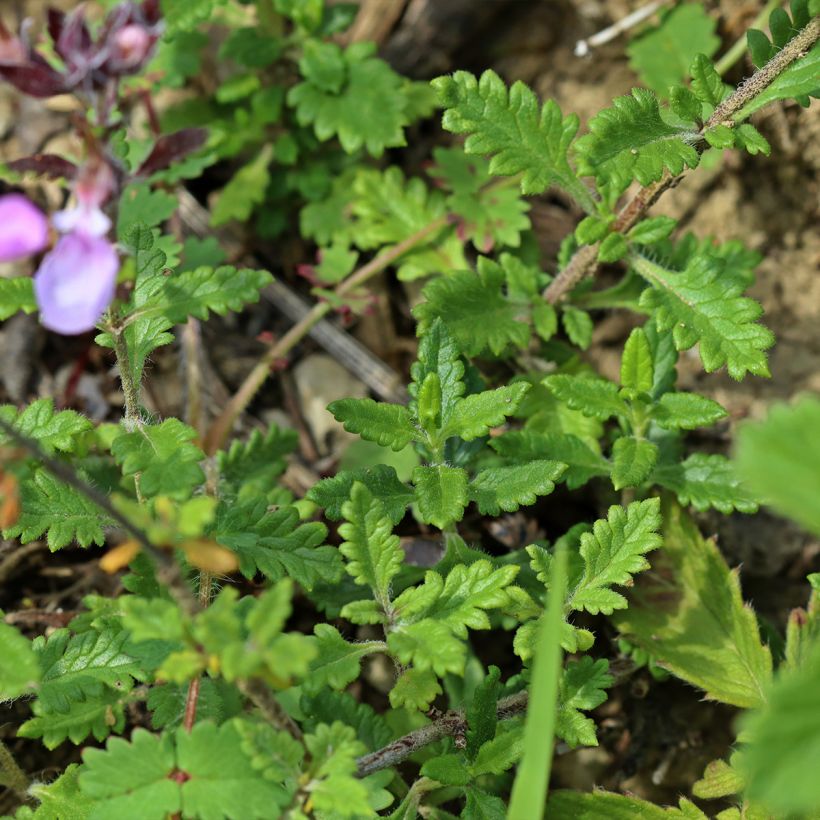 Teucrium chamaedrys (wild form) - Germandrée petit-chêne (Feuillage)
