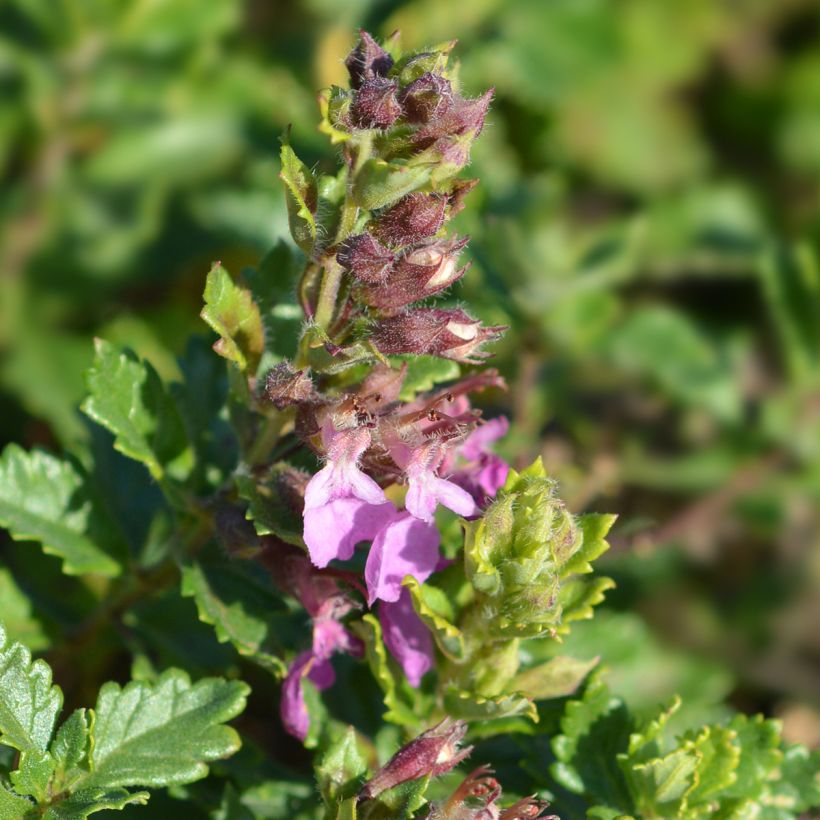 Teucrium chamaedrys (wild form) - Germandrée petit-chêne (Floraison)