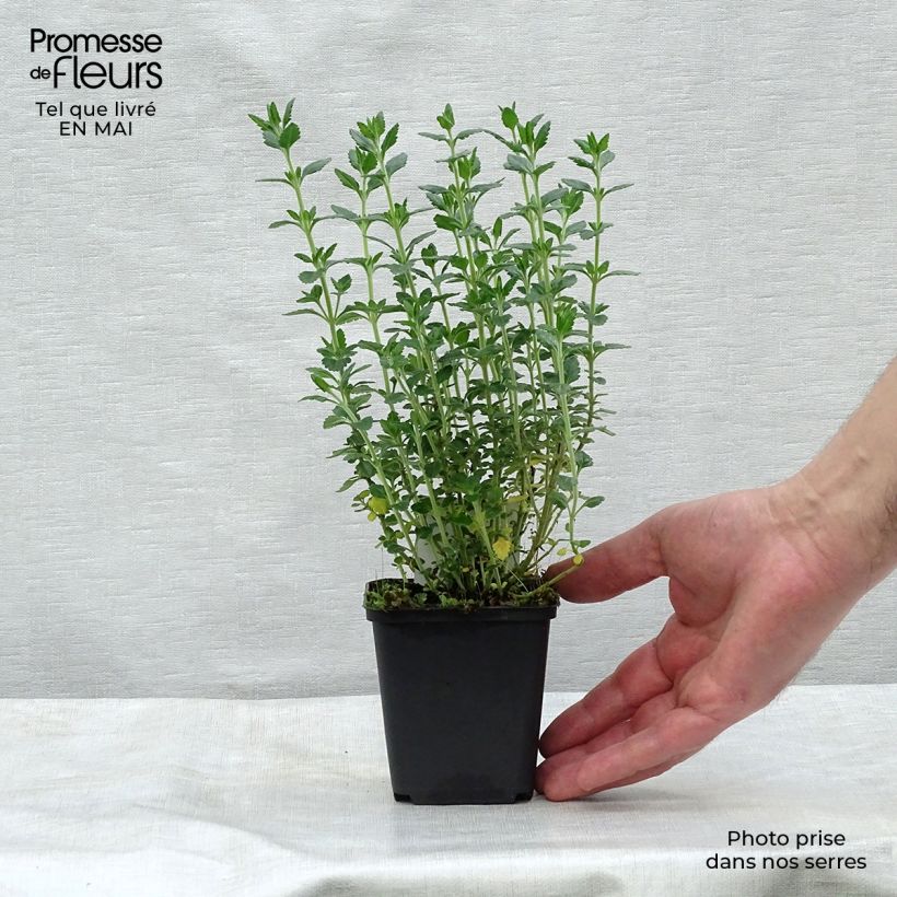 Spécimen de Teucrium lucidrys - Germandrée Godet de 8/9 cm tel que livré au printemps