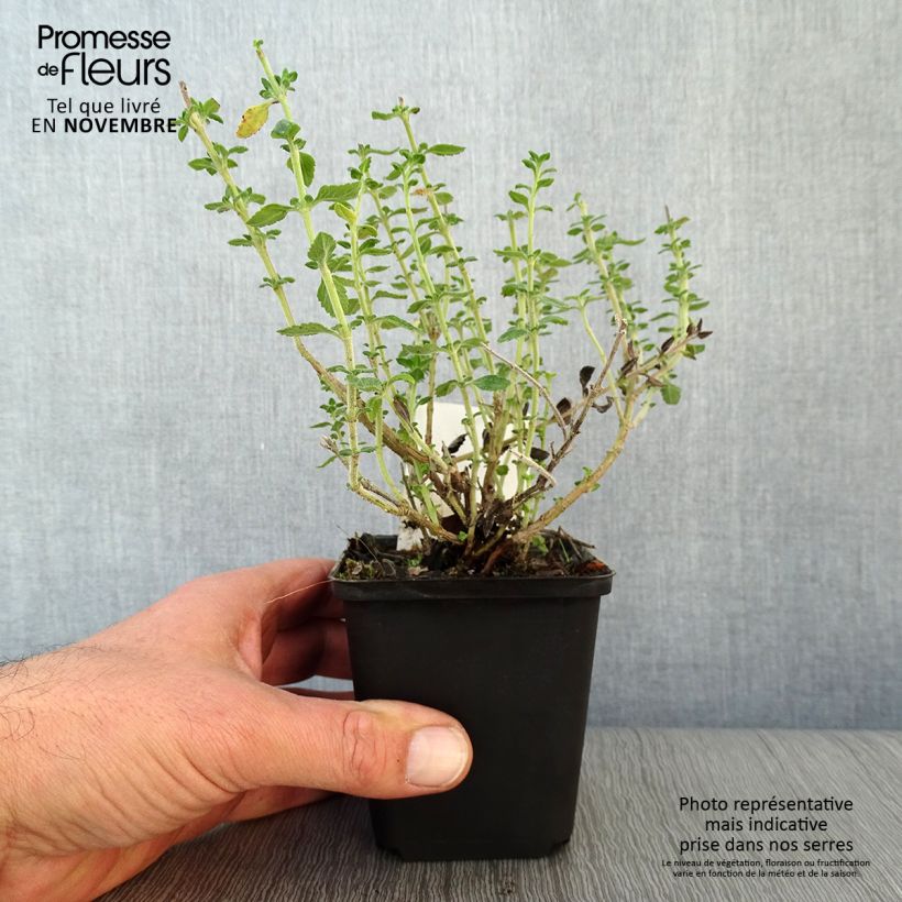Spécimen de Teucrium lucidrys - Germandrée hybride Godet de 8/9 cm tel que livré en automne