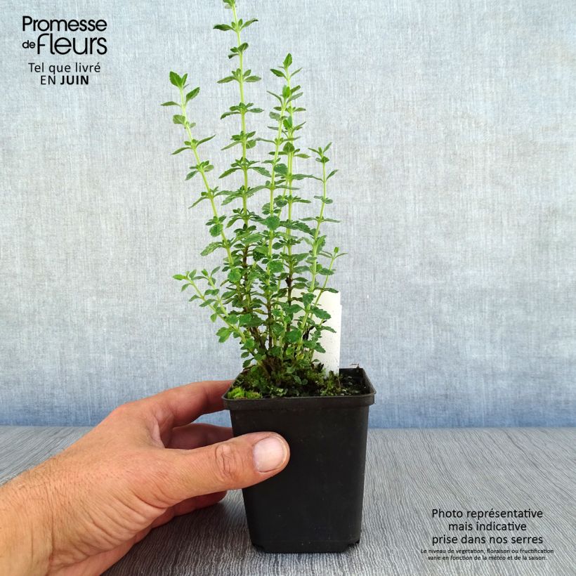 Spécimen de Teucrium lucidrys - Germandrée Godet de 8/9 cm tel que livré en été