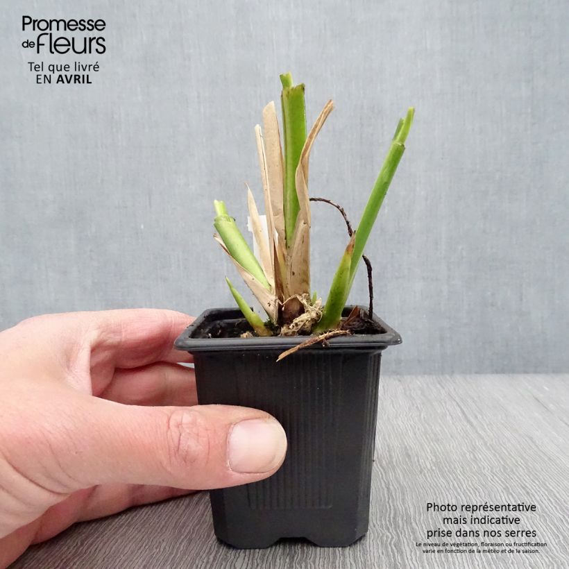 Spécimen de Thalia dealbata - Thalie blanche Godet de 8/9 cm tel que livré au printemps