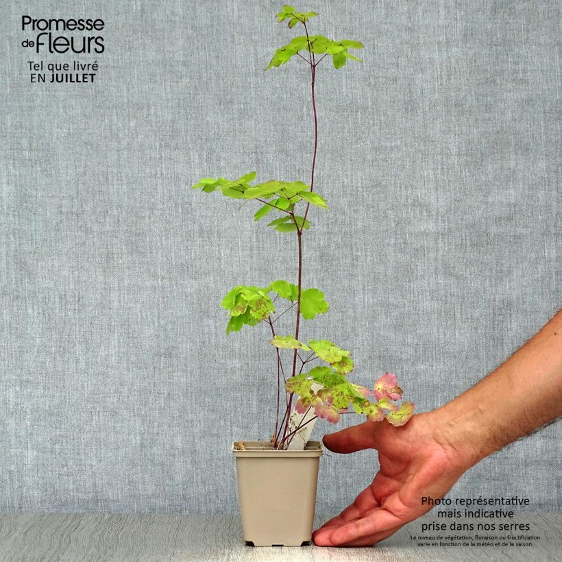 Spécimen de Thalictrum Black Stockings - Pigamon Godet de 8/9 cm tel que livré en été