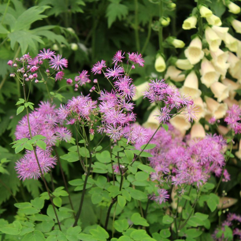 Thalictrum Black Stockings - Pigamon (Flowering)