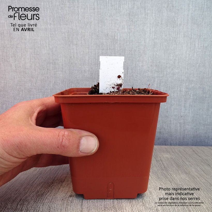 Spécimen de Thalictrum Chantilly Lace - Pigamon Pot de 1L/1,5L tel que livré au printemps