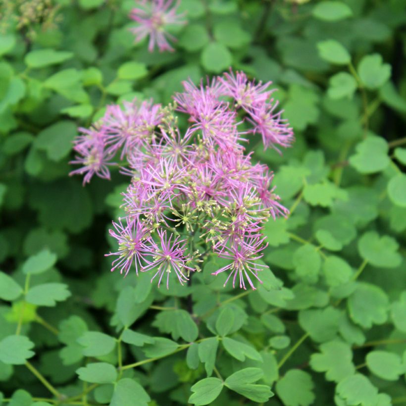 Thalictrum Little Pinkie  (Floraison)