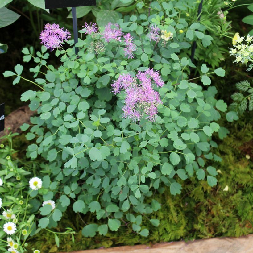 Thalictrum Little Pinkie  (Port)