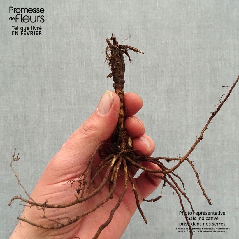 Spécimen de Thalictrum Yulia - Pigamon Racines nues, Qualité premium tel que livré en hiver