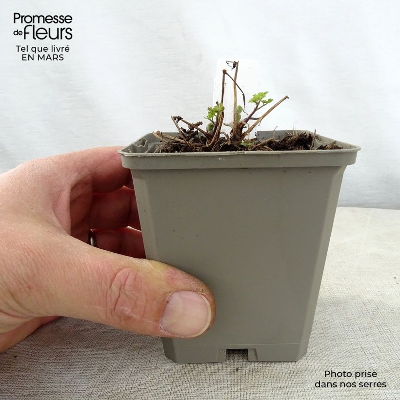 Spécimen de Thalictrum aquilegifolium Thundercloud - Pigamon à feuille d'ancolie Godet de 8/9 cm tel que livré au printemps