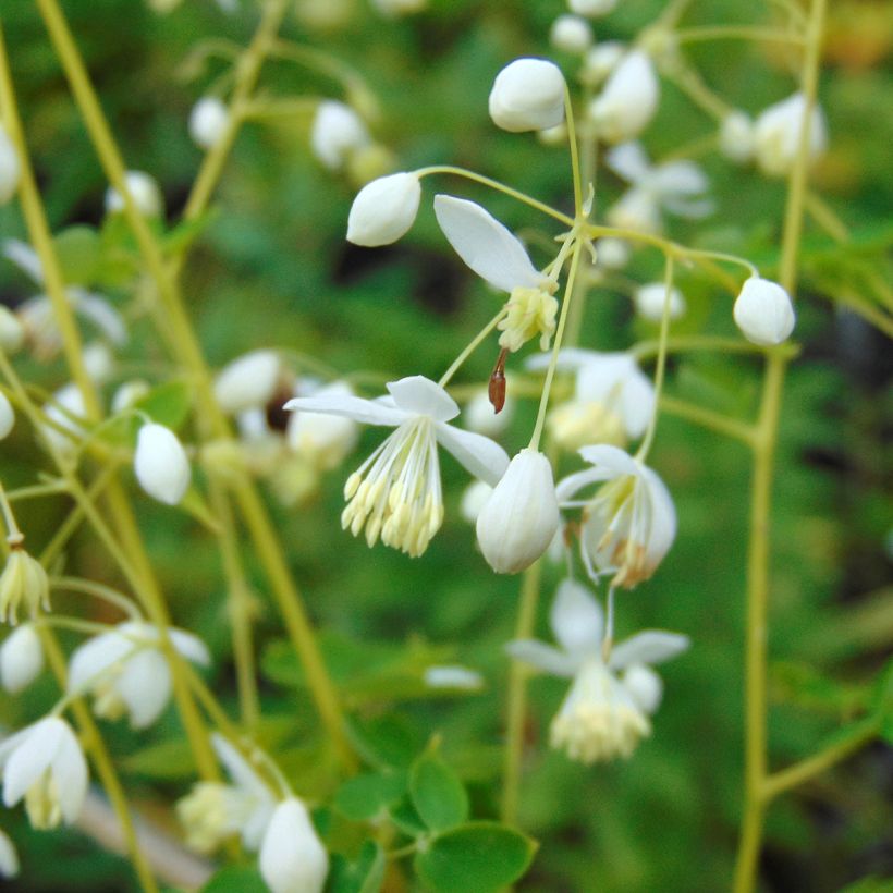 Thalictrum delavayi Album (Flowering)
