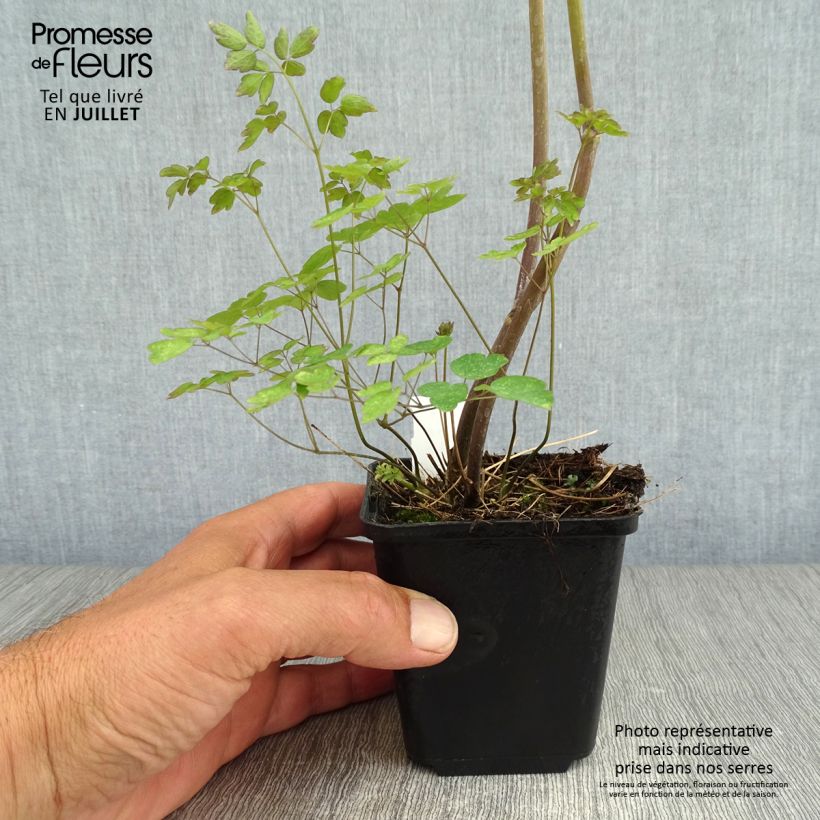 Spécimen de Thalictrum delavayi Ankum - Pigamon Godet de 8/9 cm tel que livré en été