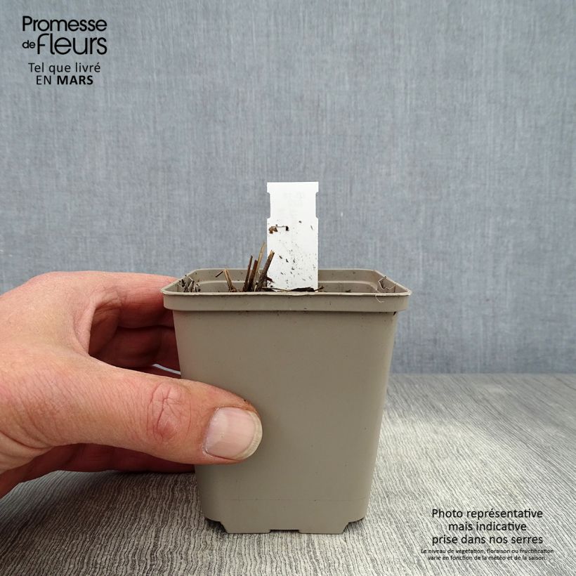 Spécimen de Thalictrum delavayi Ankum - Pigamon Godet de 8/9 cm tel que livré au printemps