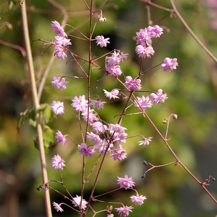 Thalictrum delavayi Hewitt's Double - Pigamon (Floraison)