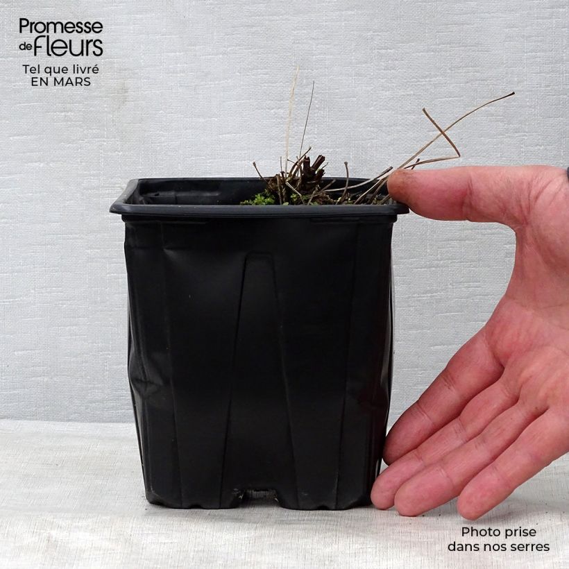 Spécimen de Thalictrum delavayi Splendide Album  Pot de 2L/3L tel que livré au printemps