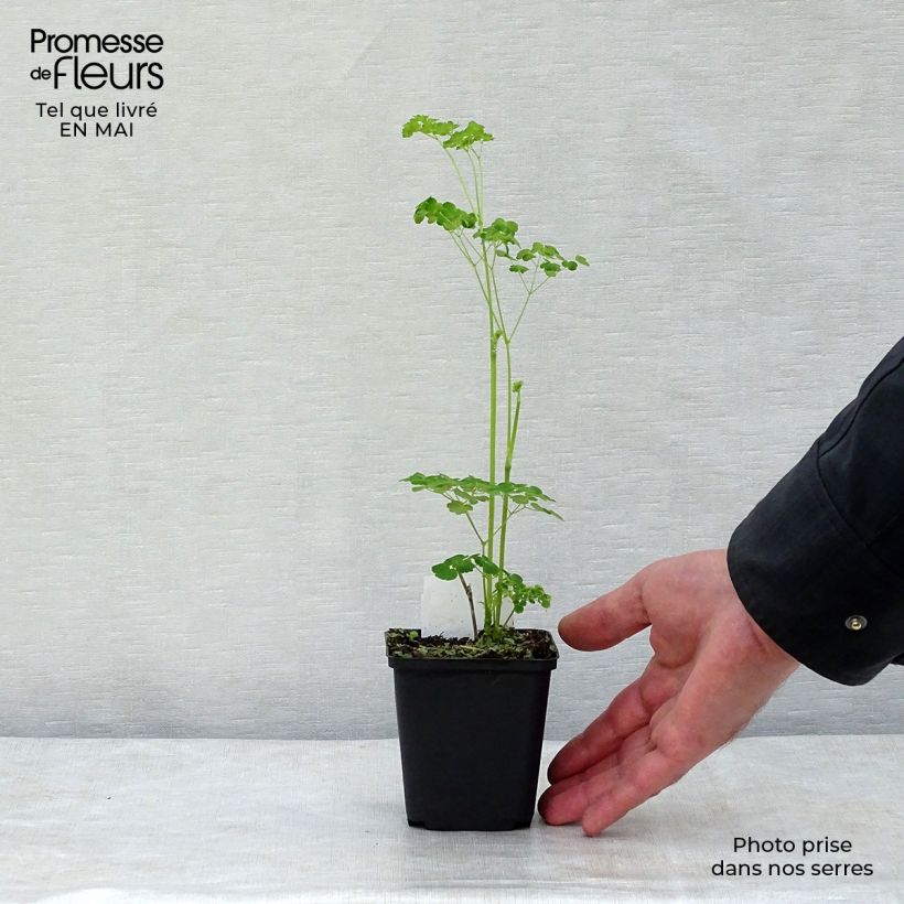 Spécimen de Thalictrum delavayi Splendide Album  Godet de 8/9 cm tel que livré au printemps