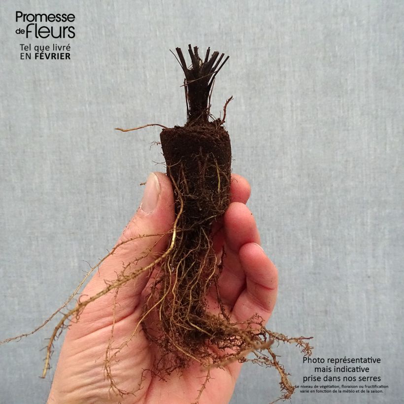 Spécimen de Thalictrum delavayi Splendide - Pigamon Racines nues, Qualité premium tel que livré en hiver