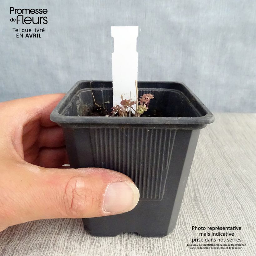 Spécimen de Thalictrum delavayi - Pigamon Godet de 8/9 cm tel que livré au printemps