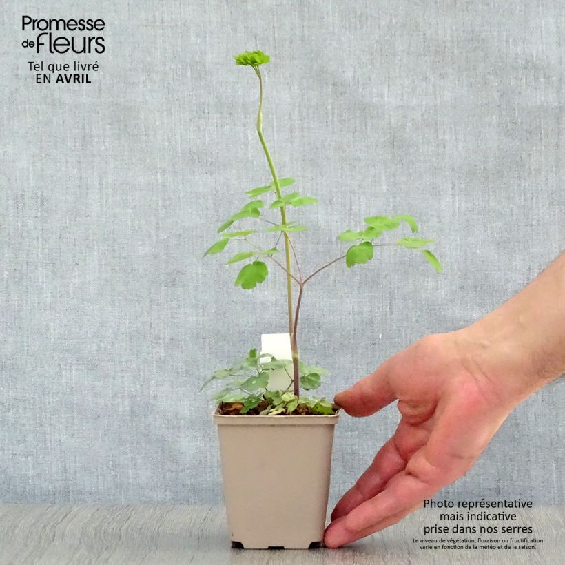 Spécimen de Thalictrum rochebrunianum - Pigamon Godet de 8/9 cm tel que livré au printemps