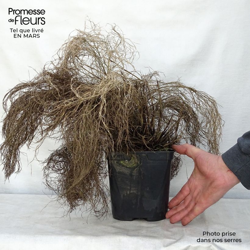 Spécimen de Thamnochortus cinereus - Restio Pot de 3L/4L tel que livré au printemps