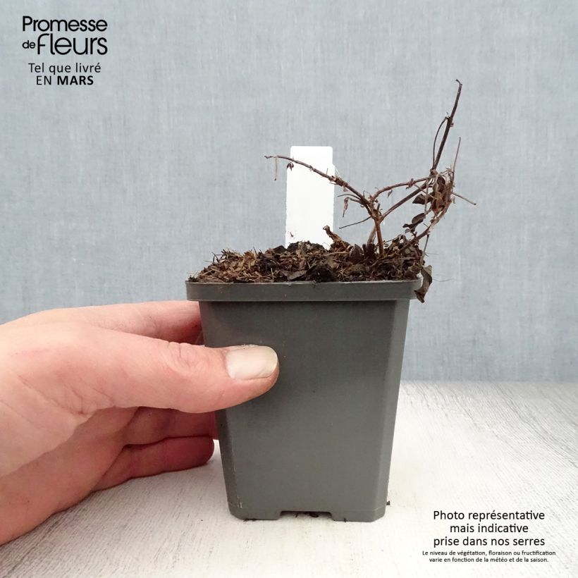 Spécimen de Thermopsis chinensis Godet de 8/9 cm tel que livré au printemps