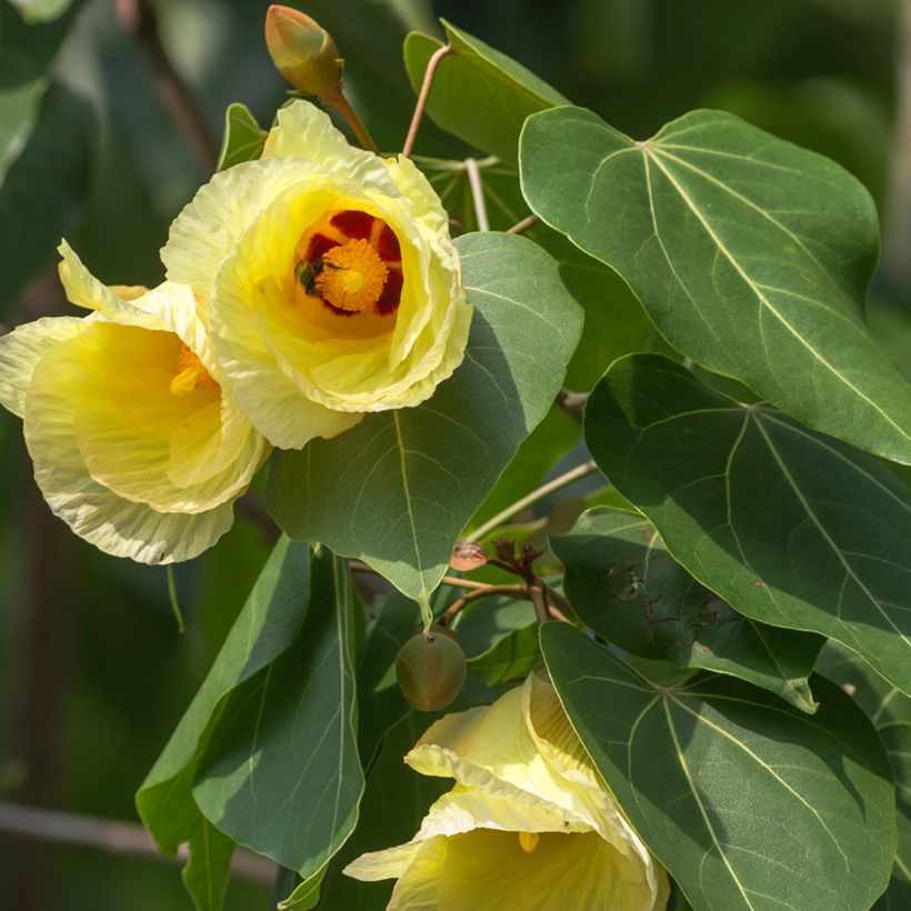 Thespesia populnea - Bois de rose d'Océanie (Floraison)