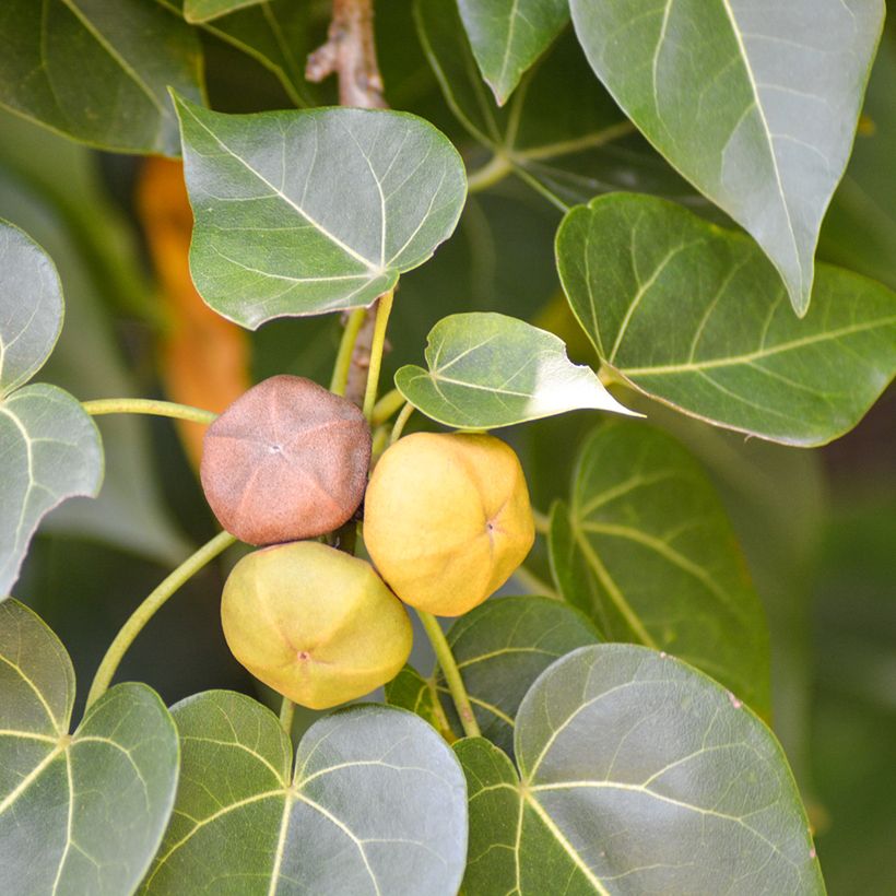 Thespesia populnea - Bois de rose d'Océanie (Récolte)