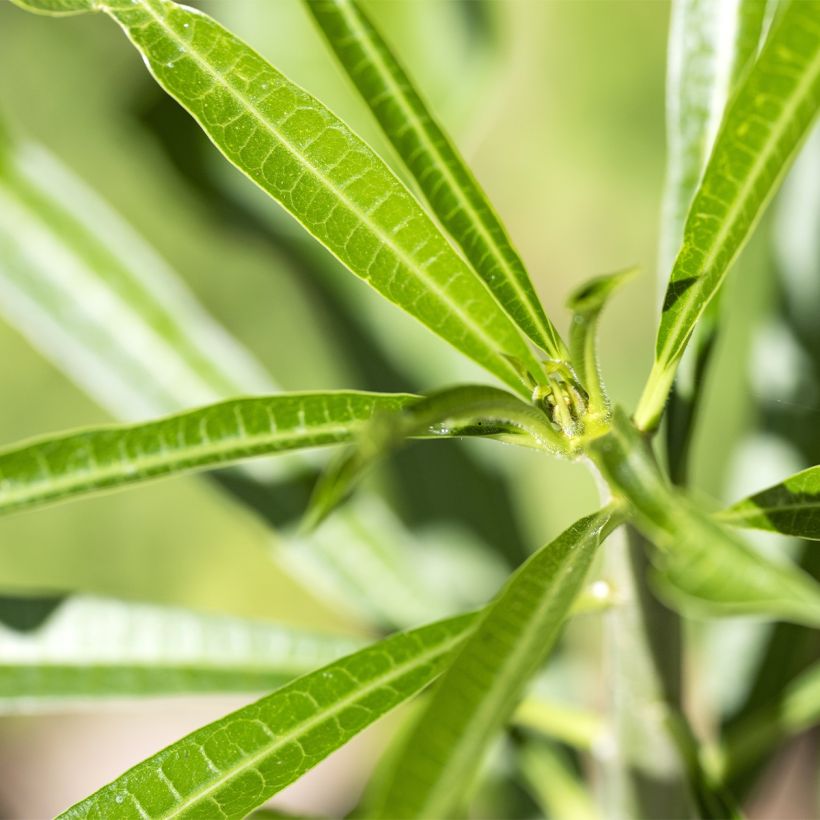 Thevetia peruviana - Thévétia du Pérou ou Laurier jaune (Feuillage)