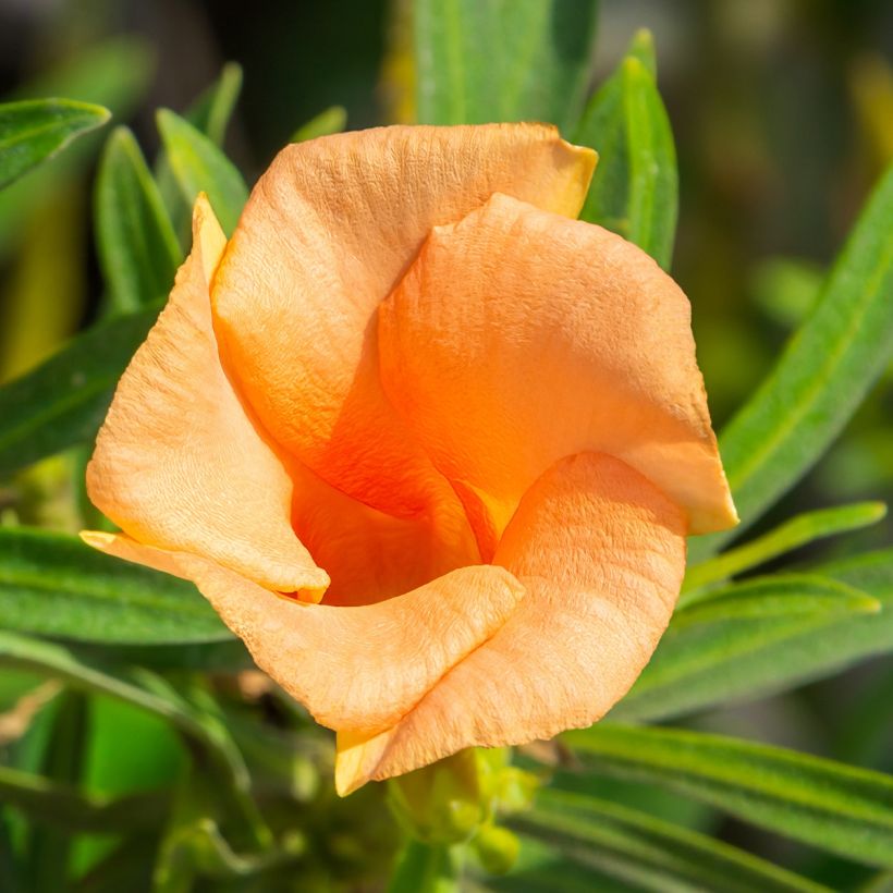 Thevetia peruviana - Thévétia du Pérou ou Laurier jaune (Floraison)