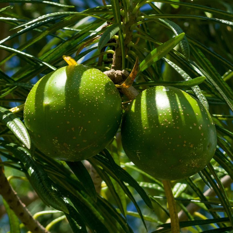 Thevetia peruviana - Thévétia du Pérou ou Laurier jaune (Récolte)