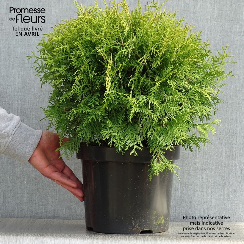 Spécimen de Thuja occidentalis Danica Aurea - Thuya du Canada Pot de 7,5L/10L tel que livré au printemps