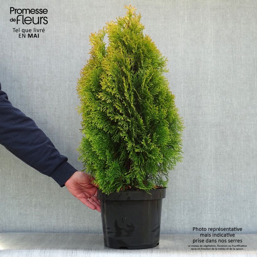 Example of Thuja occidentalis Golden Smaragd - Thuya du Canada Pot de 7,5L/10L as you get in printemps