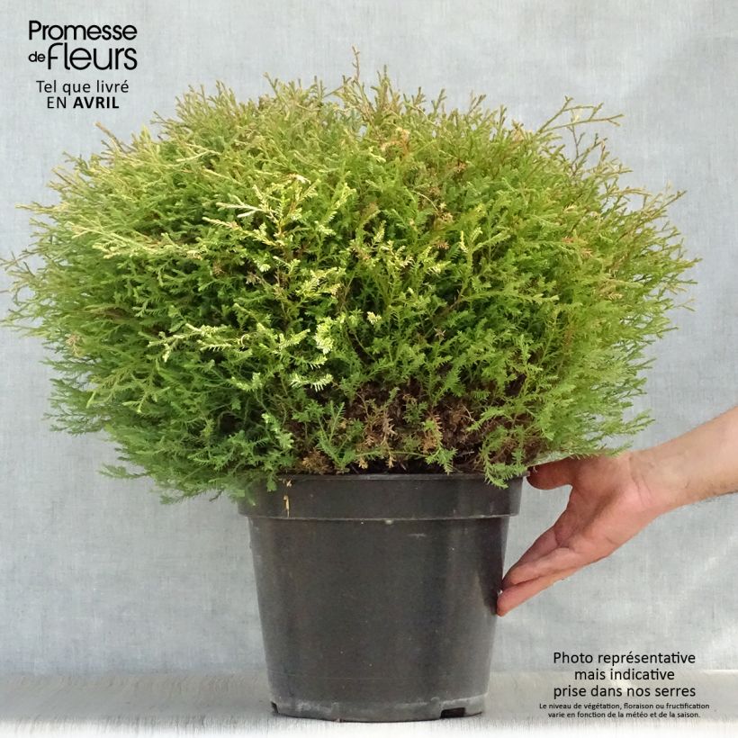 Spécimen de Thuya du Canada - Thuja occidentalis Mr Bowling Ball Pot de 7,5L/10L tel que livré au printemps