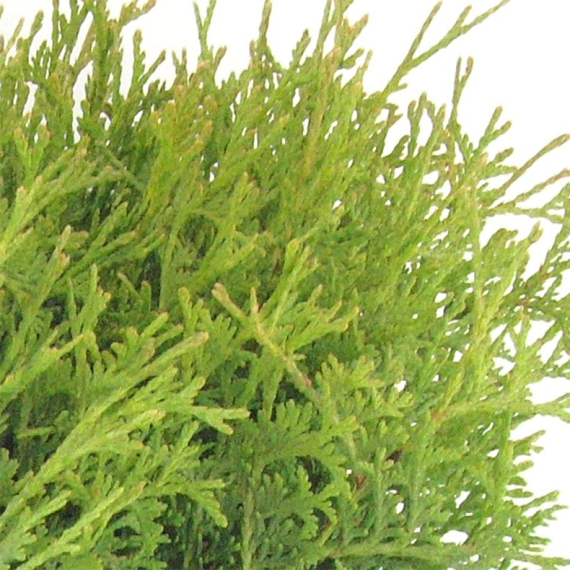 Thuya du Canada - Thuja occidentalis Tiny Tim (Foliage)