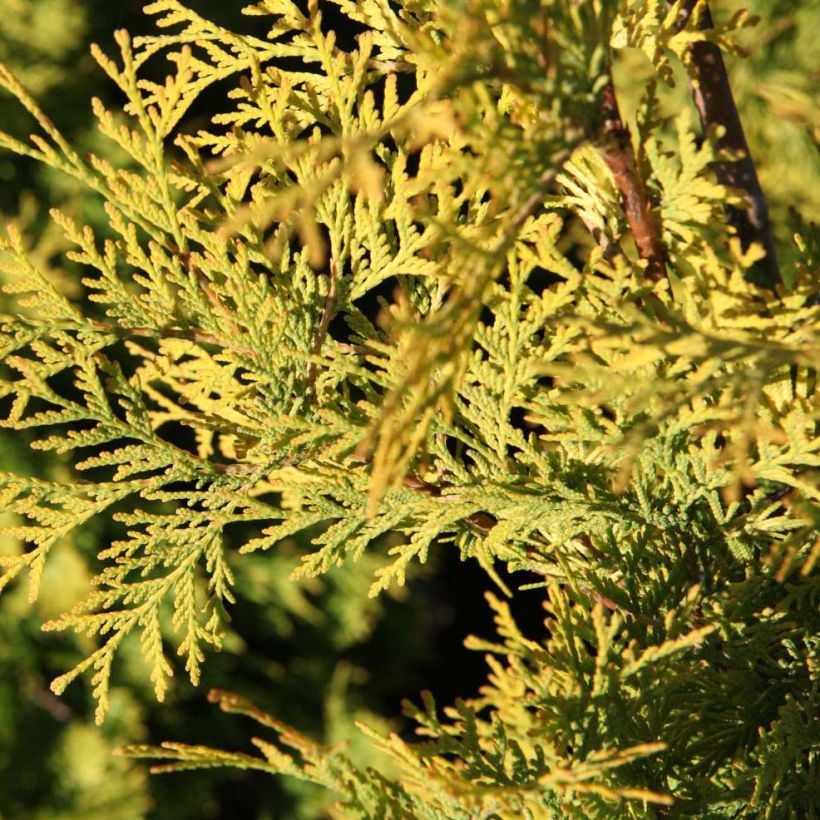 Thuya du Canada - Thuja occidentalis Yellow Ribbon. (Foliage)